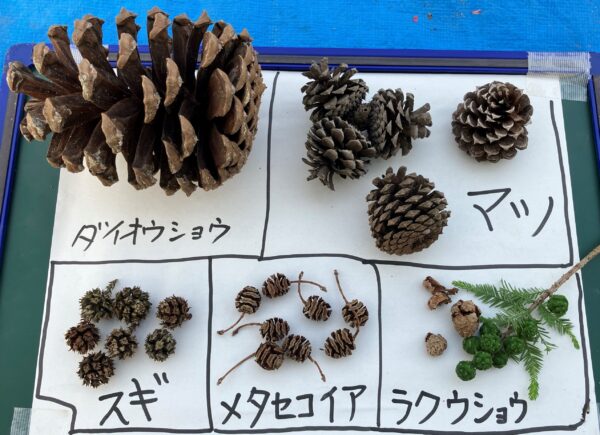 球果（きゅうか）をつける樹の仲間 | 愛知県立稲沢緑風館高等学校